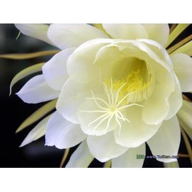1 Queen of the Night Epiphyllum oxypetalum Live plant