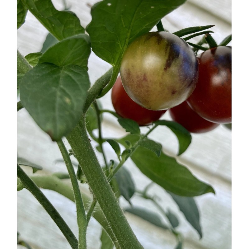 Tim's Tomatoes Bosque Blue Tomato Seeds | Organic | Rare