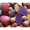 sunshine master Potato Lover's Purple / Gold Potato Tubers/Bulbs |