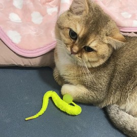 HBYMYDA 6 Stück Wackelball für Katzen Lustiges Wiggly Ball Ball für Katzen Perfekt für Katzen Jeden Alters für Katzen Sport, Verfolgung