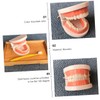 ULTECHNOVO Standard Teeth Supplies for Oral Education for Preschoolers to