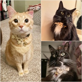Petiry Charming Cat Collar with Removable Bow Tie,Cute Bee Pattern Kitten Collars with Gold Bell and Bee Charm,Pack of 1