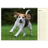 Beagle - Heart on 4 Paws (Wall Calendar 2025 DIN
