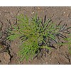 2000 Sensation Mix Cosmos Bipinnatus Seeds, by Seeds2Go