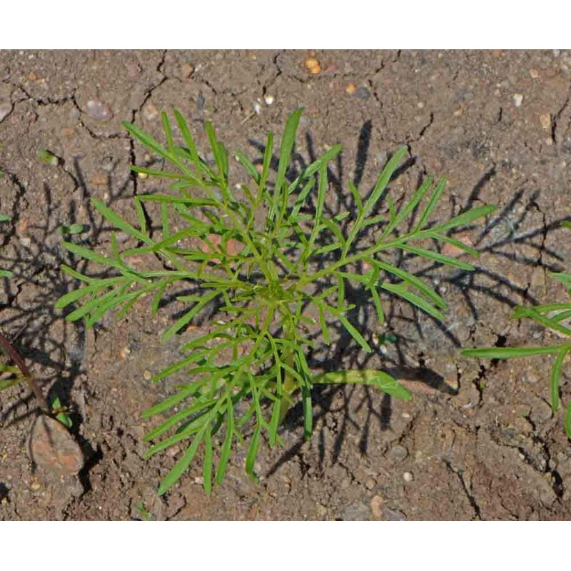 2000 Sensation Mix Cosmos Bipinnatus Seeds, by Seeds2Go