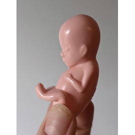 1 hard plastic model fetus, unusual medical fetal doll, abortion