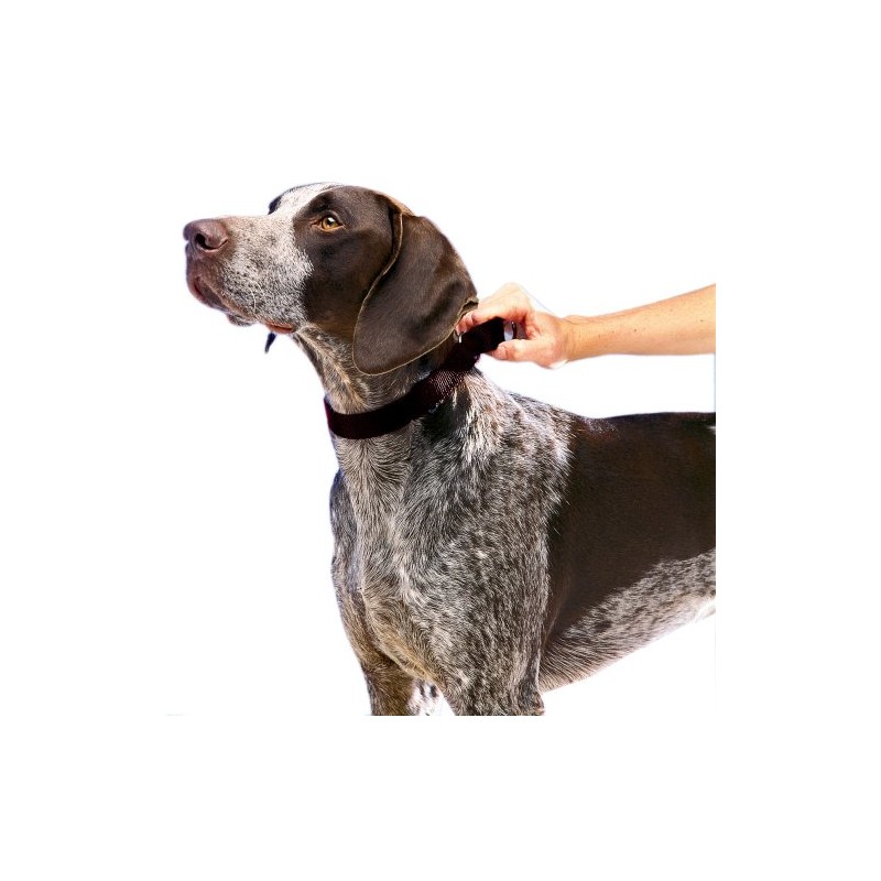 PetSafe Adjustable Martingale Collar - Only Tightens When Dogs Pull,