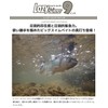 Imakatsu Lazy Swimmer 9 F Eco #S-499 Strong Chart
