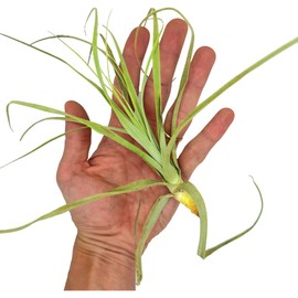 ragnaroc Air Plants - Tillandsia Straminea Jumbo 6-9" - 1ct - Live Arrival Guaranteed - House Plants for Home Decor & Gift