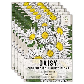 Seed Needs, English Daisy Seeds - 1,000 Heirloom Seeds for Planting Bellis perennis - White blooms, Perennial Flowering Plants for an Outdoor Garden (5 Packs)