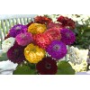 GardeningTreasures 40 Zinnia Giant Dahlia Flowered Mix seeds