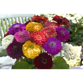 GardeningTreasures 40 Zinnia Giant Dahlia Flowered Mix seeds