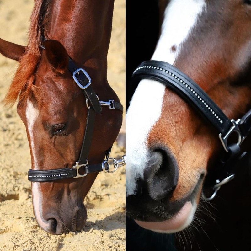 Marengos - Diamond Leather Headcollar | Halter for Horses |