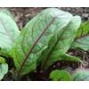 Sorrel Seeds- Blood-Veined- Heirloom Greens- 200+ 2021 Seeds