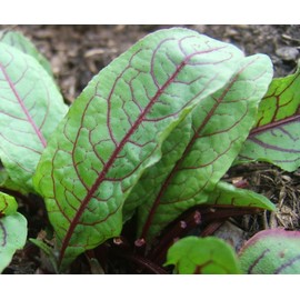 Sorrel Seeds- Blood-Veined- Heirloom Greens- 200+ 2021 Seeds