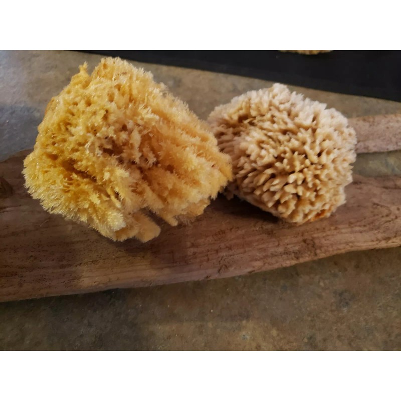 Natural Sea sponge Mix Artist combination pack 12ct