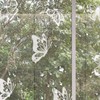 24 Pieces Large Size Butterfly Anti-Collision Window Stickers Translucent Dusted