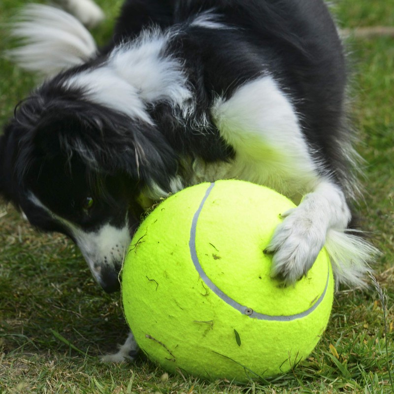 PROtastic Extra large tennis ball - with free ball pump