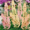 Outsidepride Southern Charm Mullein Seeds for Planting - 30 Pcs