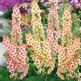 Outsidepride Southern Charm Mullein Seeds for Planting - 30 Pcs Self-Seeding, Perennial Heirloom Seeds for Planting Flowers, for Cut Flower Arrangements, Xeriscaping, Rock Gardens & Containers
