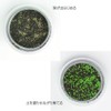 Seishin Ceramics Growing Aquatic Plants S Approx. 12.6x12x11.6cm GD-812