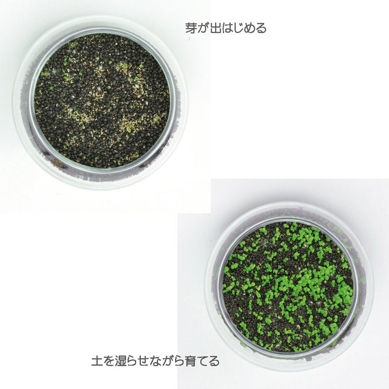 Seishin Ceramics Growing Aquatic Plants S Approx. 12.6x12x11.6cm GD-812