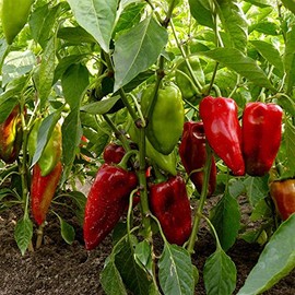Carmen Hybrid Sweet Pepper Garden Seeds - 10 Seeds - Non-GMO, Vegetable Gardening Seed - Italian Sweet Pepper