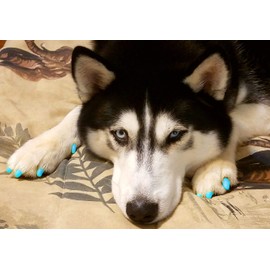 Purrdy Paws 40-Pack Soft Nail Caps for Dog Claws Sky Blue Glow