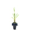 Pampas Grass Blue Bayou | 3 Live Plants | Cortaderia