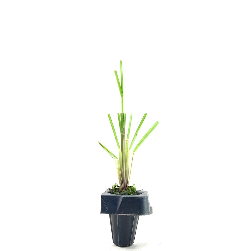 Pampas Grass Blue Bayou | 3 Live Plants | Cortaderia
