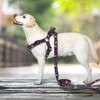 QQPETS Dog Harness Leash Set Adjustable Heavy Duty No Pull