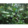Health Embassy European Blueberry Leaf | Vaccinium myrtillus L |