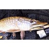 Fish Arrow Flash-J Split 3 Lure, 06 Kosan Ayu/S