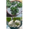 5QT Organic Perlite Horticultural Soil Amendment for Plants and Enhanced