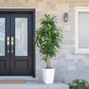 Artificial Dracaena Tree with White Tall Planter, 7ft Tall Potted