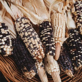 Cherokee White Eagle Corn - 50 Seeds - Blue Dent Variety, Great for Cornmeal & Grits, Non-GMO, Blue Corn Seeds for Planting in The Home Garden, Thresh Seed Company