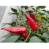 Chile De Agua Pepper Seeds 10+ Seeds