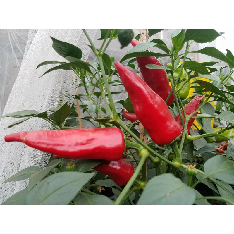 Chile De Agua Pepper Seeds 10+ Seeds