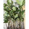 Tree 5 LOQUAT FRUIT TREE -NO POT- 7”+ FREE SHIPPING