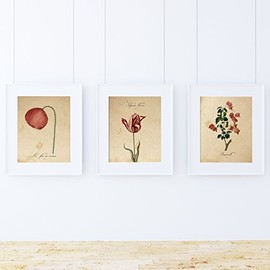 Pack of Sheet Red ONE. Posters with Images of Botanical. Home Decor. Sheets for framing 250 gr. paper.