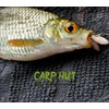 Artificial Pop Up Flavour Infused Maggot Casters for Carp and