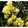 AWAD Litsea Cubeba (May Chang) Pure Essential Oil 30 ML