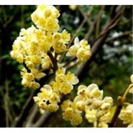 AWAD Litsea Cubeba (May Chang) Pure Essential Oil 30 ML + Free Carrier Oil 2 ML