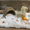 Dexspoeny Transparent Hermit Crab Water Tanks with Mesh Climbing Ramp