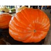 Giant Pumpkin Titan 10 Seeds for Planting Large Oversized Squash