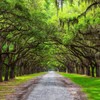 Southern Live Oak Tree | Quercus Virginiana | 10 Live