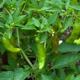 Shishito Pepper 70 Seeds, Japanese Heirloom Peppers, Shishitōgarashi, Non-GMO Japanese Wrinkled Pepper, 꽈리고추