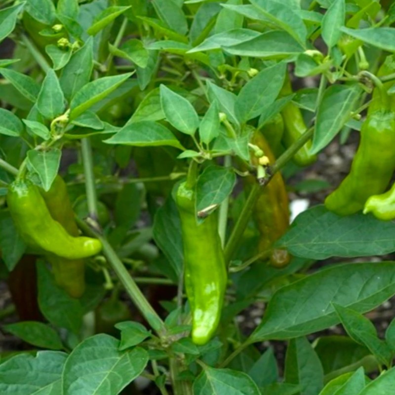 Shishito Pepper 70 Seeds, Japanese Heirloom Peppers, Shishitōgarashi, Non-GMO Japanese