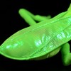 FRANKIEZHOU Simulation Green Chinese Mantis Plush,Stuffed Animal, Plush Toy,Soft Toy,Stuffed
