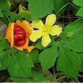 Palm Beach Medicinal Herbs - Bitter Melon Gourd (Momordica charantia) - Packet of 5 Seeds